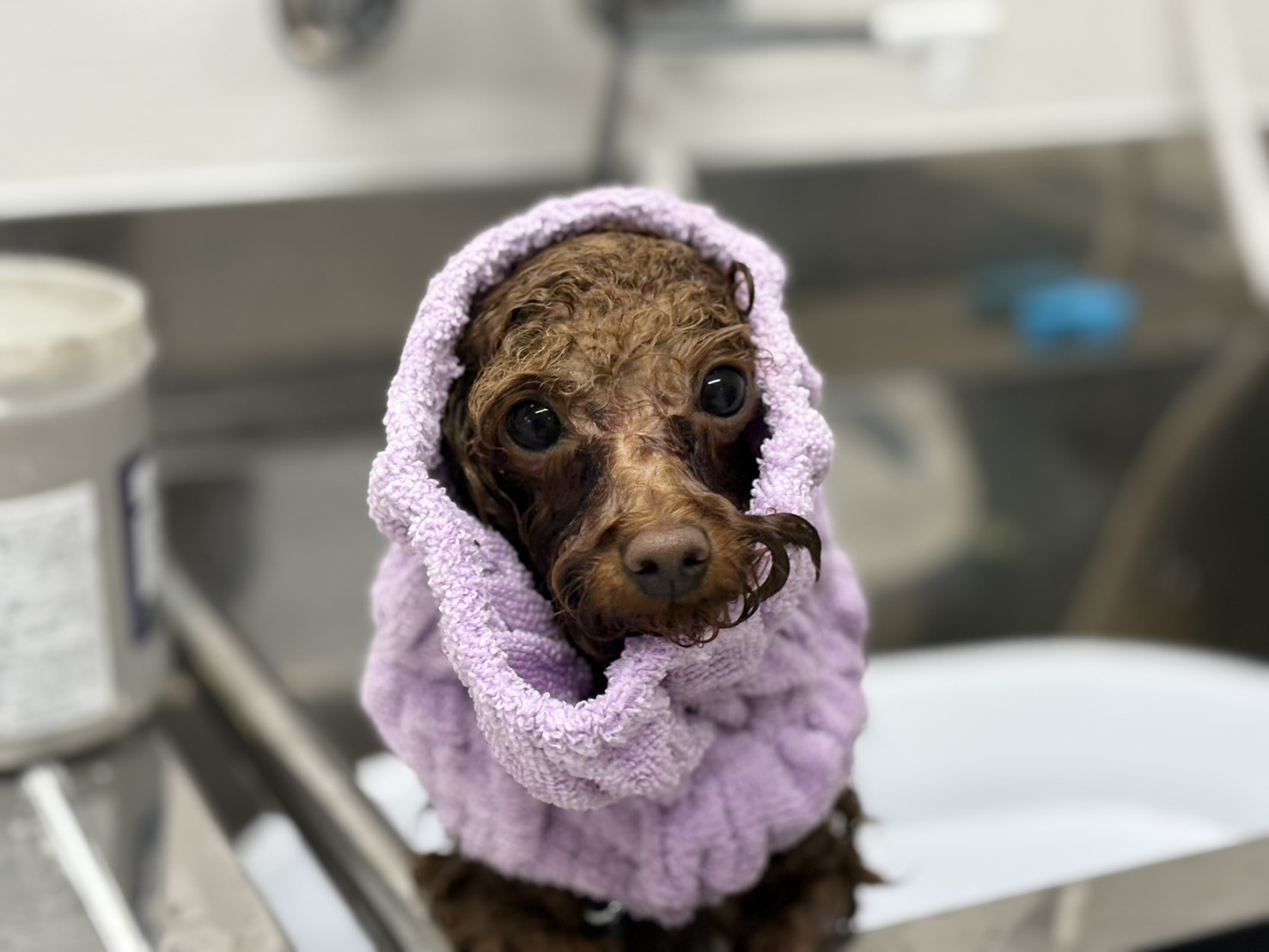 PETDESIGN名古屋みなと店 3