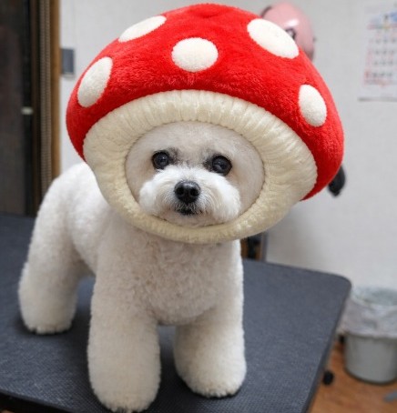 DOGSALON MILKY QUEEN 2