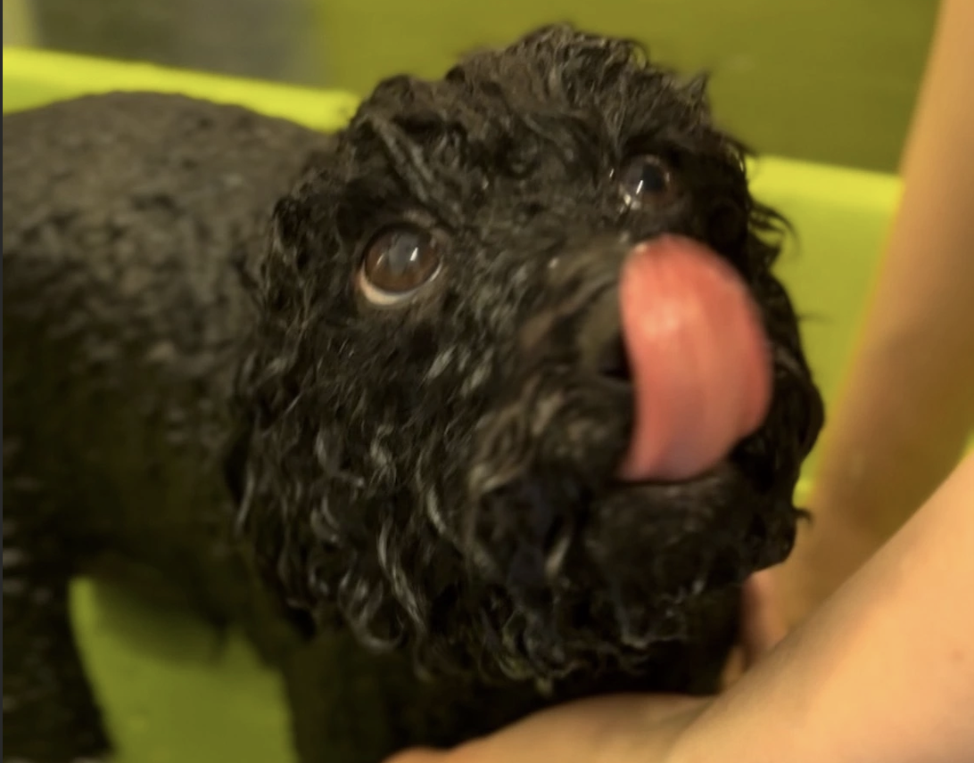 PET-CONCIERGE-NANA 3