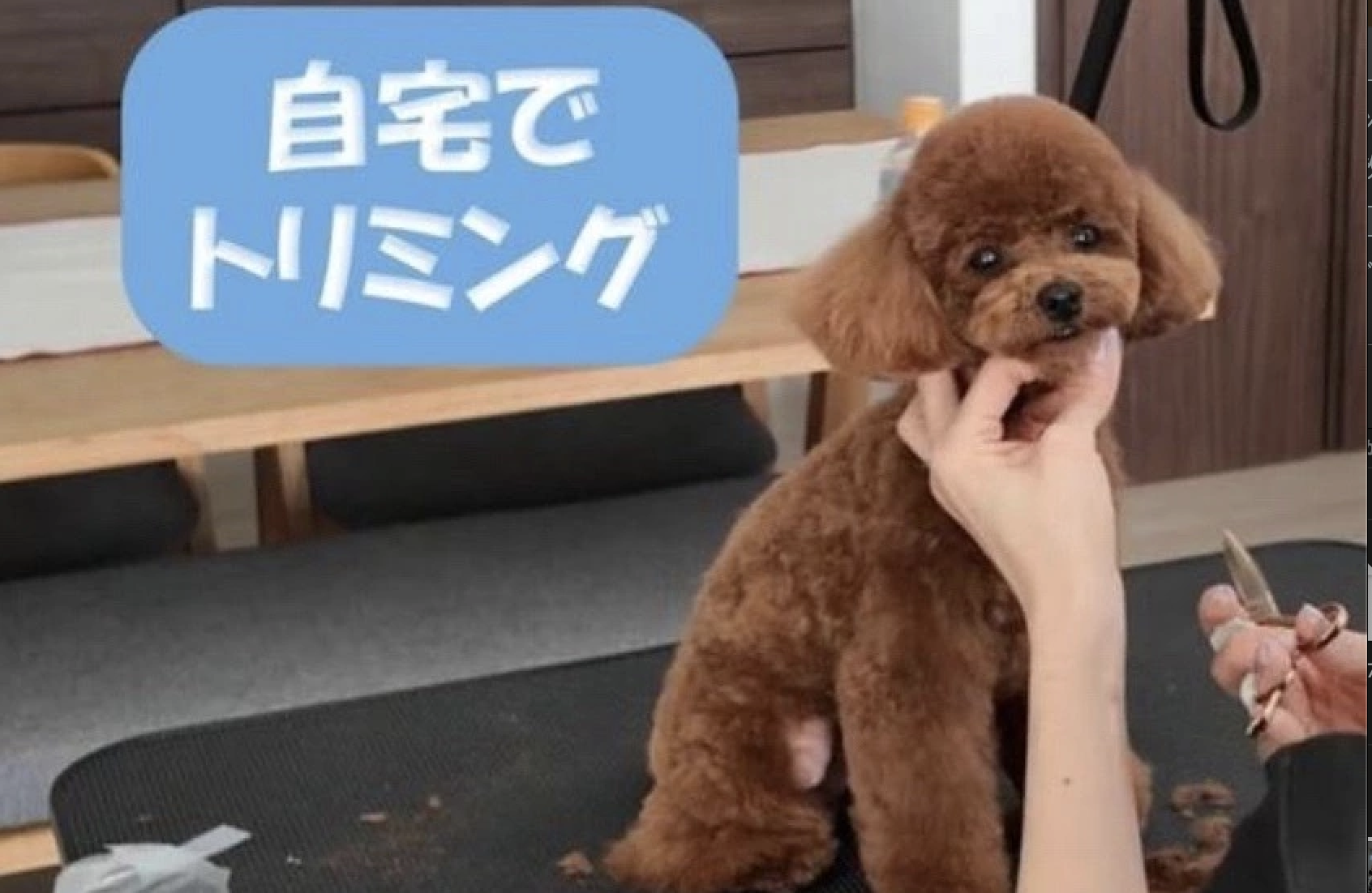 PET-CONCIERGE-NANA 2