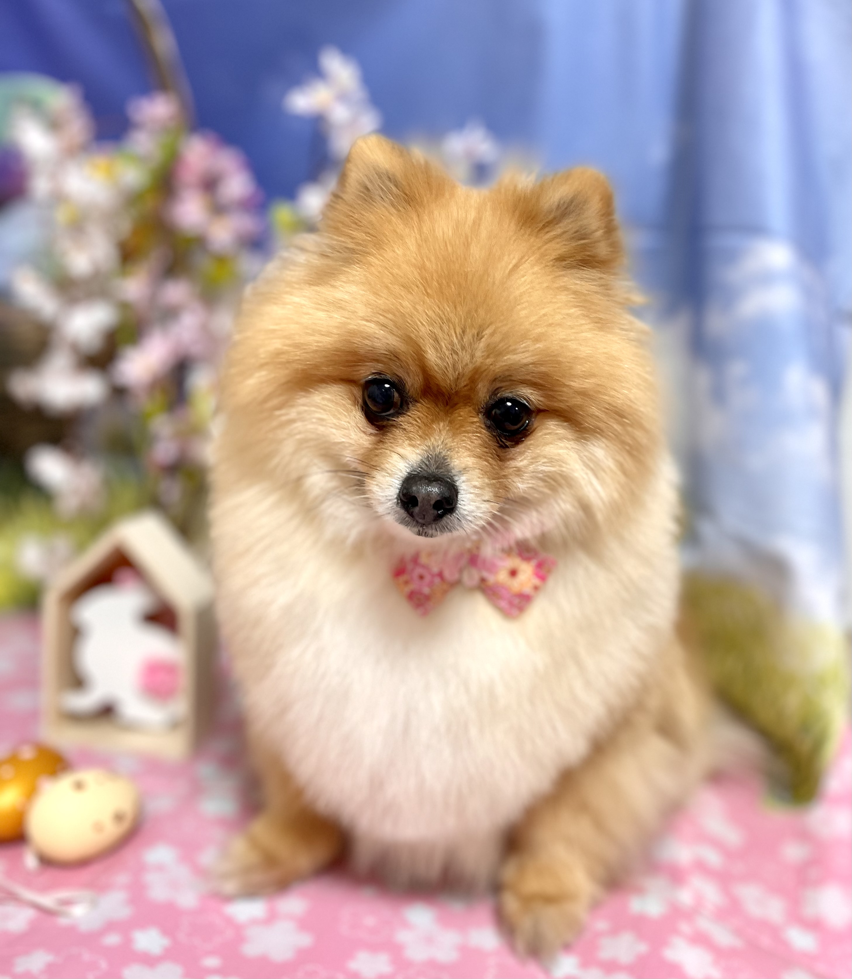 トリミングカット ペットホテル・トリミングサロンtriangleの3枚目