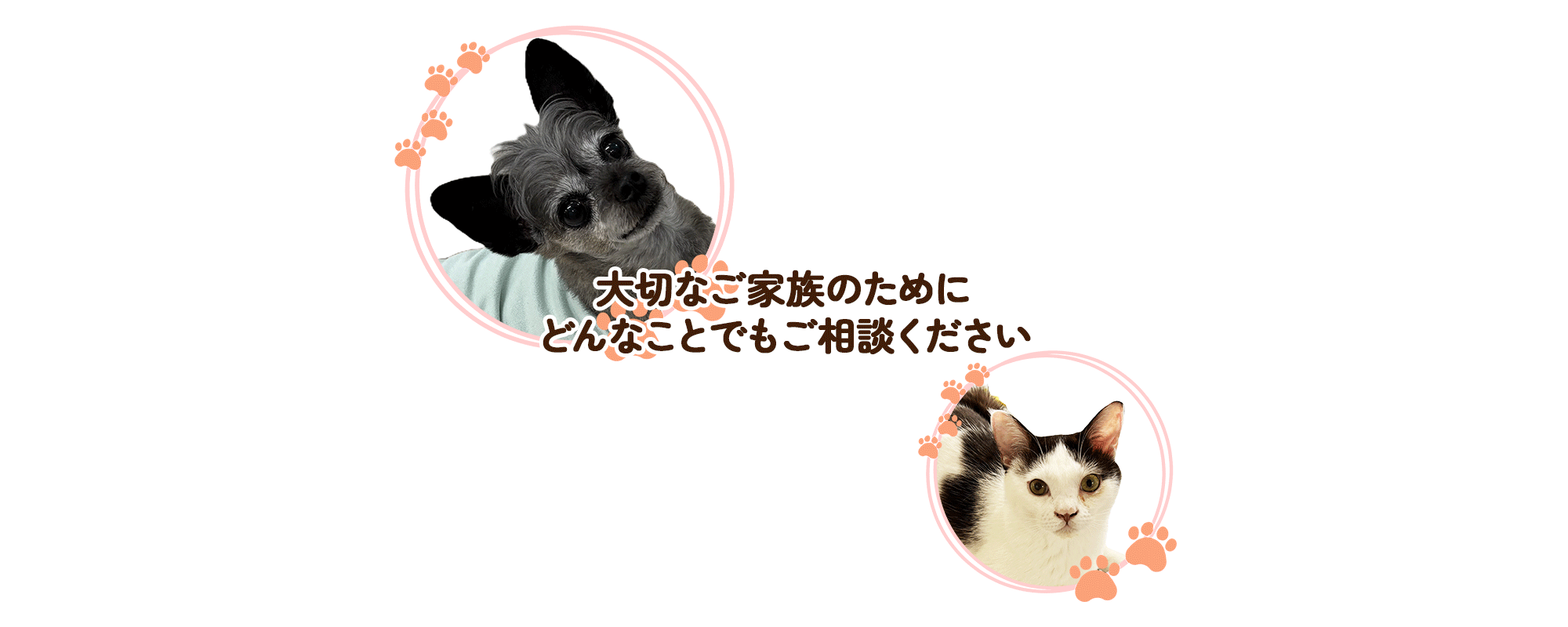 チア動物病院 2