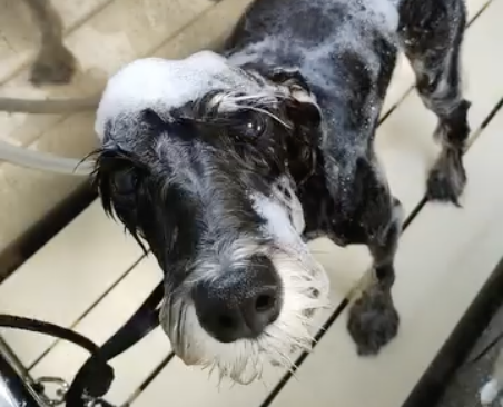 ドッグトリミングTiro 2