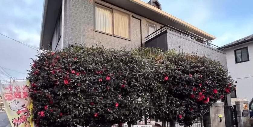 わんちゃんの美容院からちゃん 2