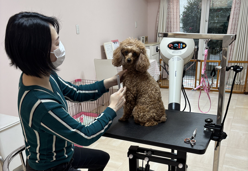 わんちゃんの美容院からちゃん 1