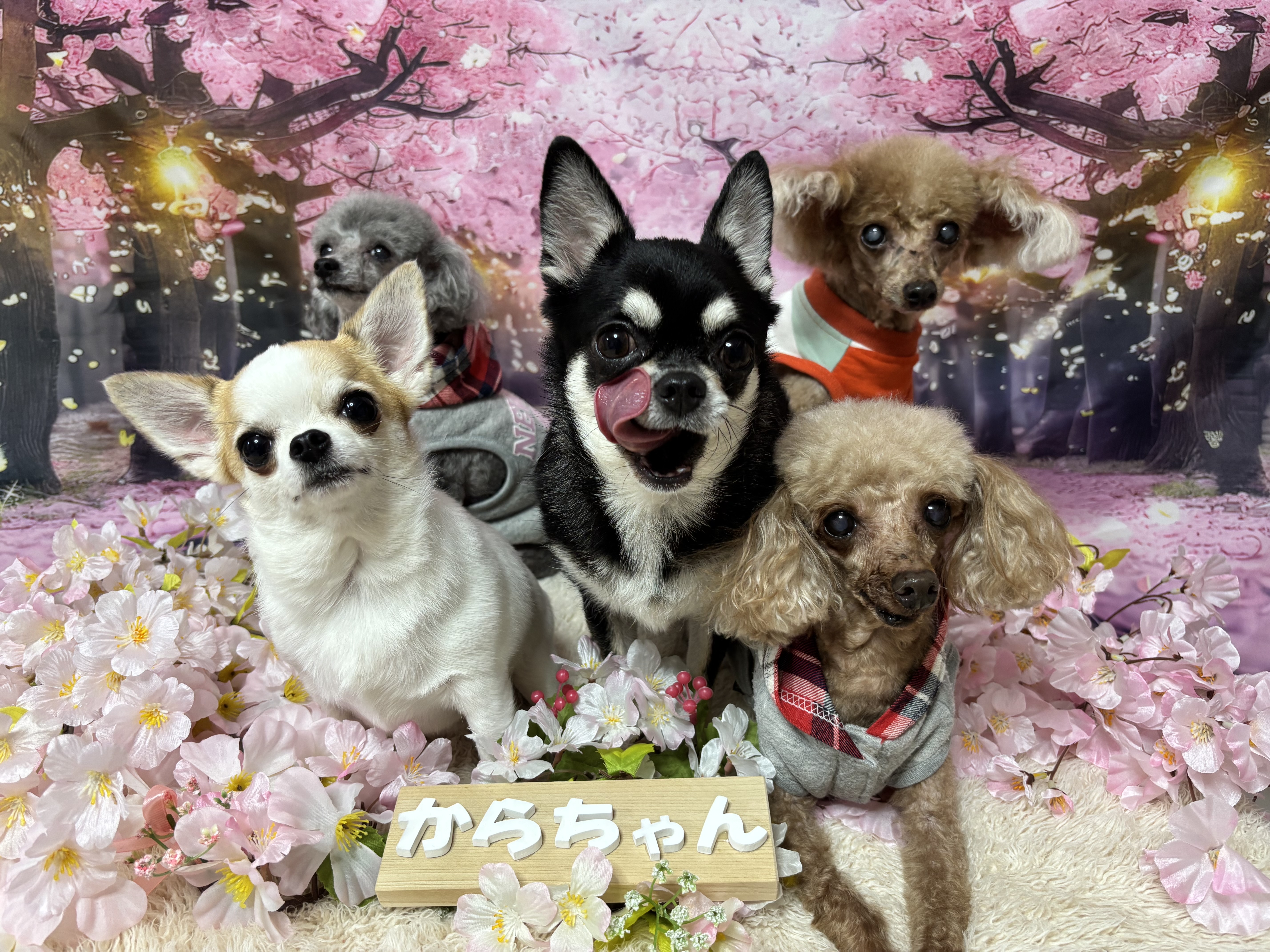 わんちゃんの美容院からちゃん 3