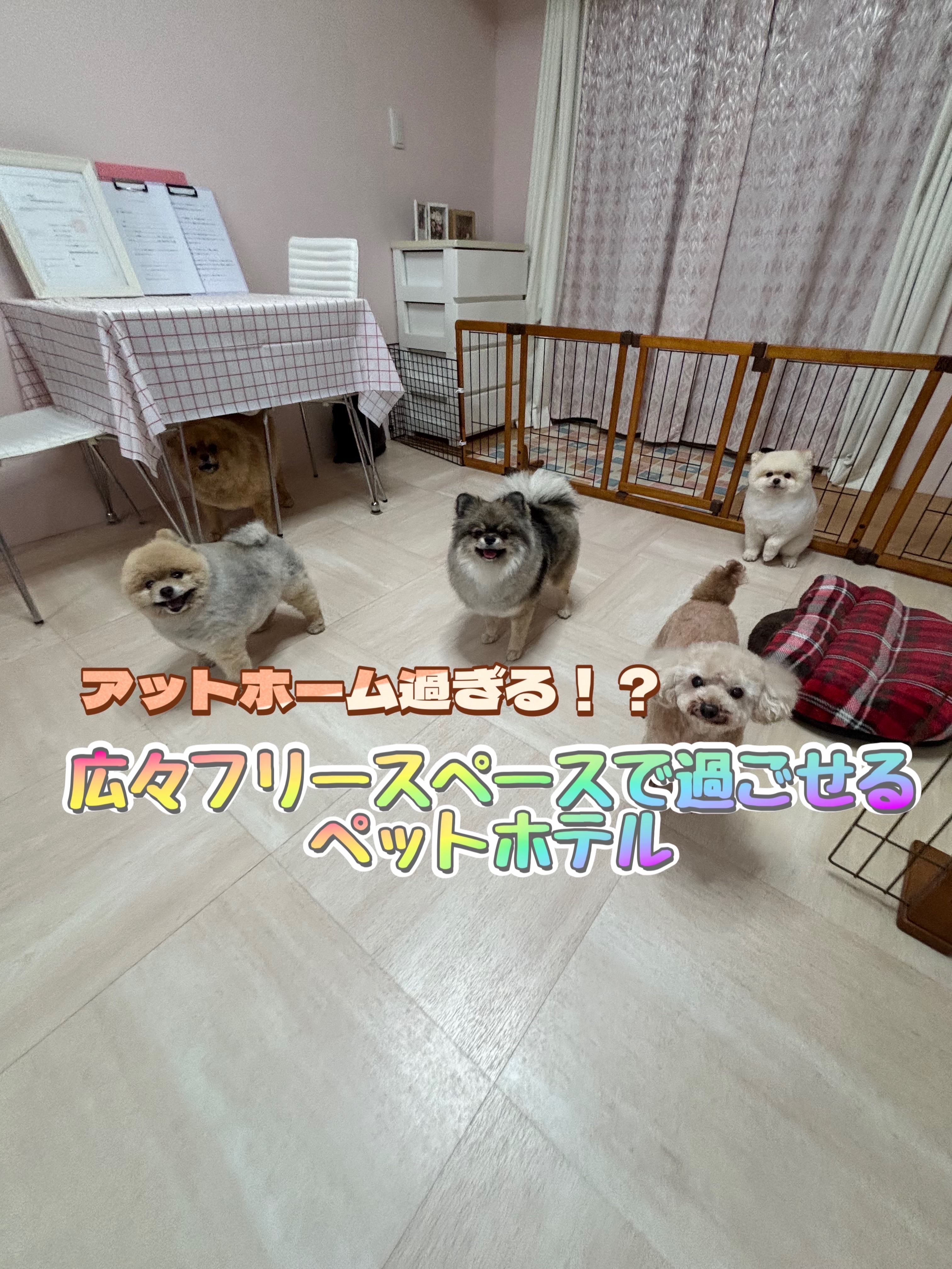 わんちゃんの美容院からちゃん 4