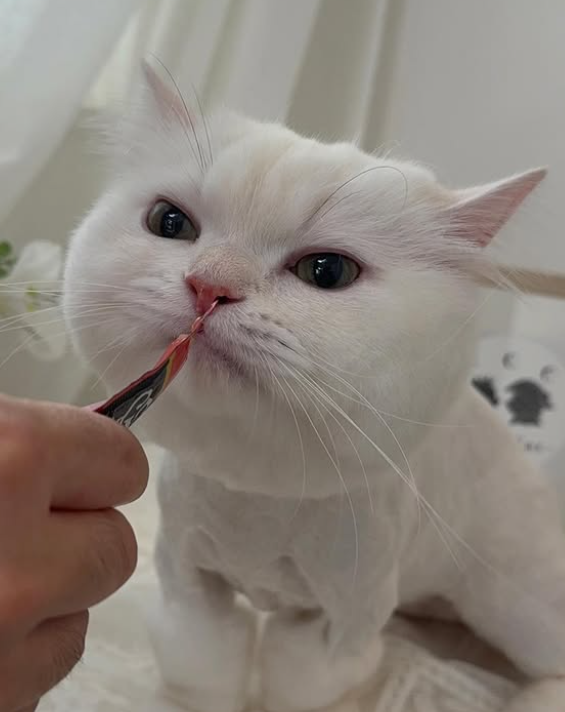 ペルシャのトリミングカット CATSALON ノーブルキャットの1枚目