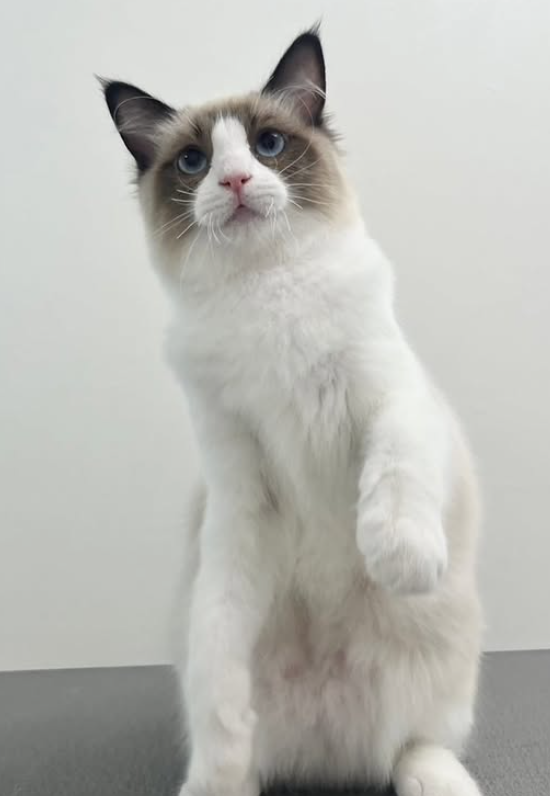 トリミングカット CATSALON ノーブルキャットの1枚目