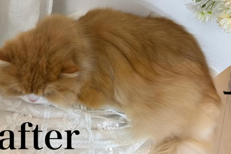 トリミングカット CATSALON ノーブルキャットの1枚目
