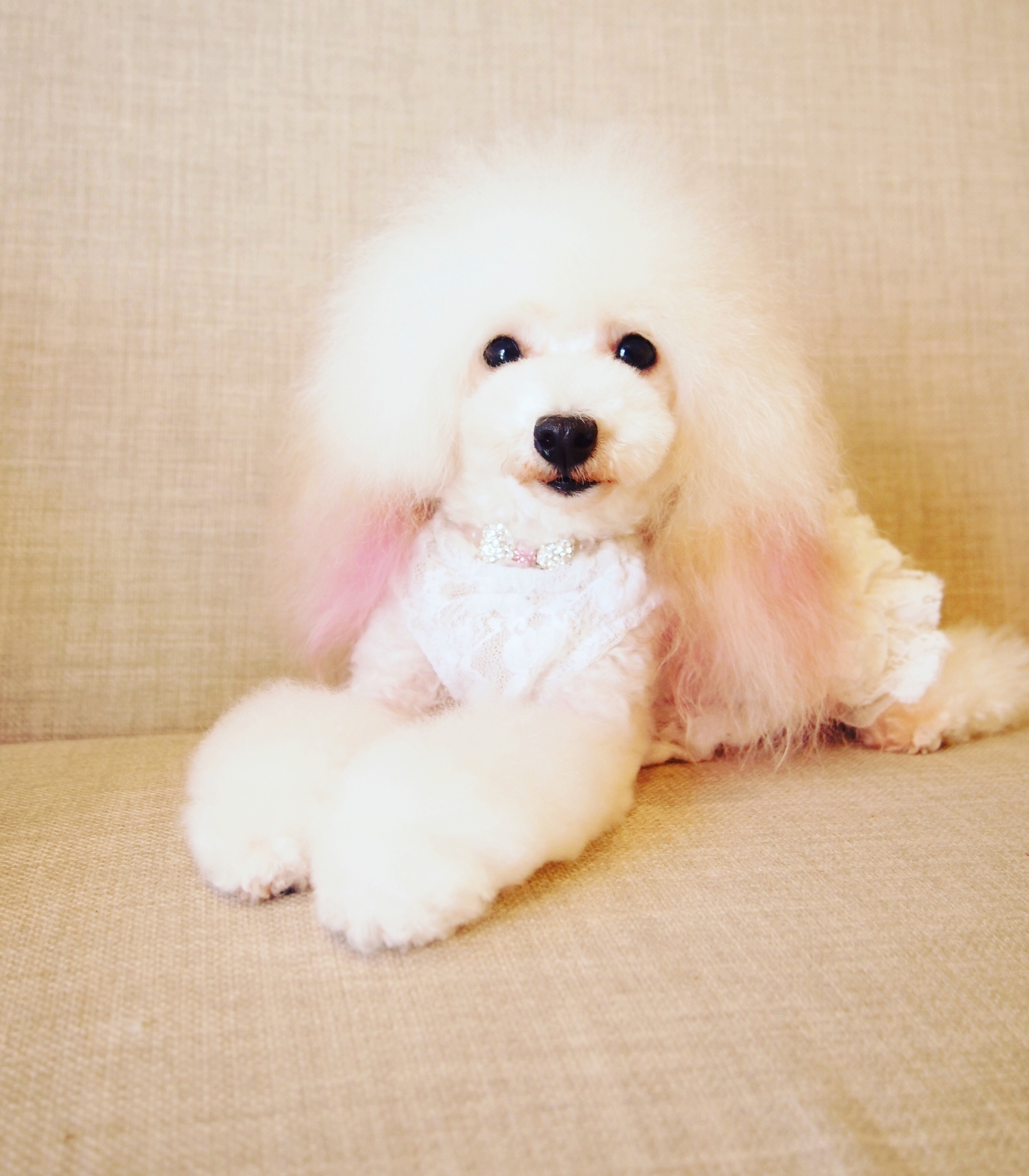 トリミングサロン Dog Salon Natural Houseのトリミングカット-2733の1枚目