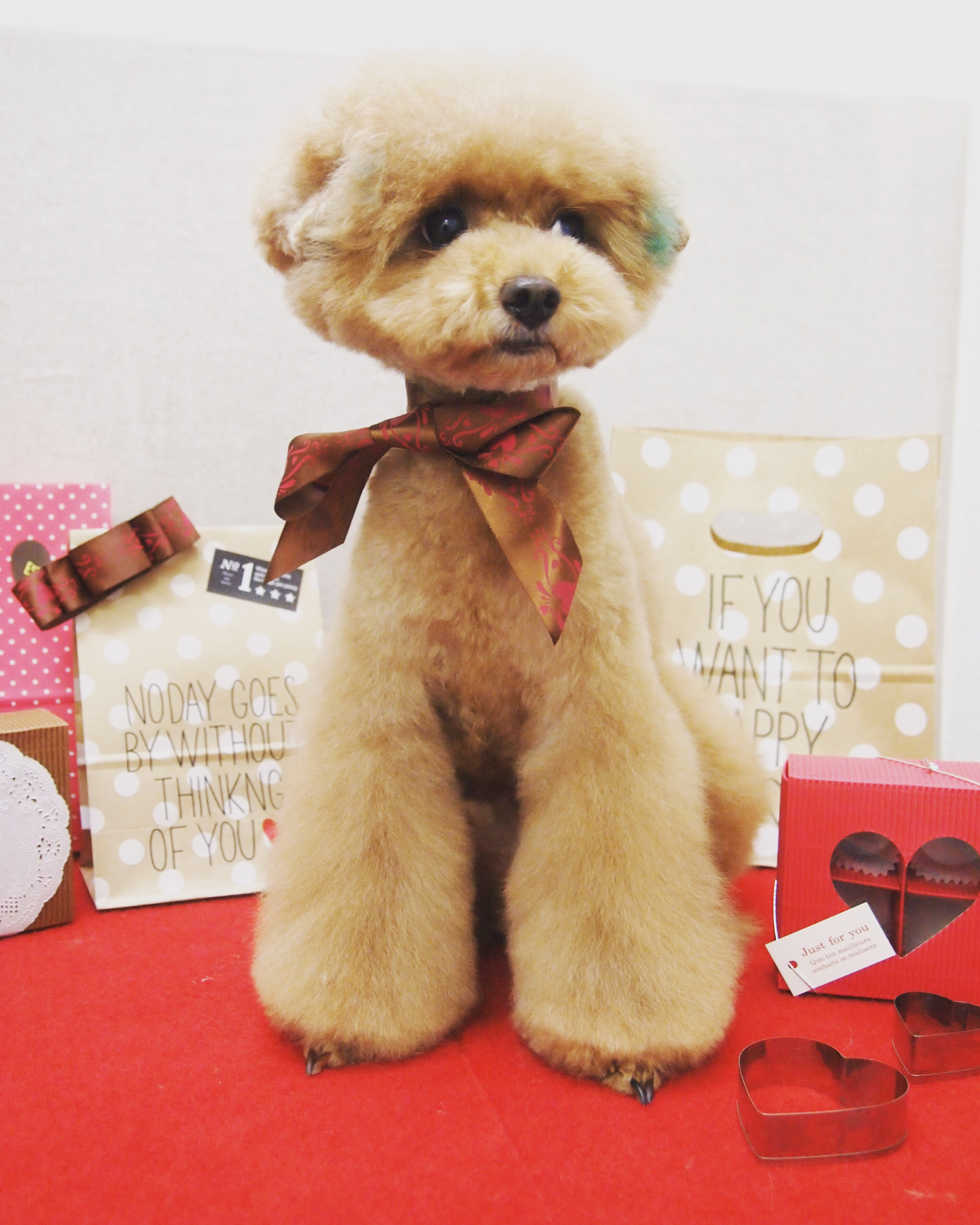 トリミングサロン Dog Salon Natural Houseのトリミングカット-2740の1枚目
