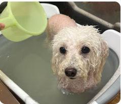 ワンちゃん専門トリミングサロン　Dog care MARU 3
