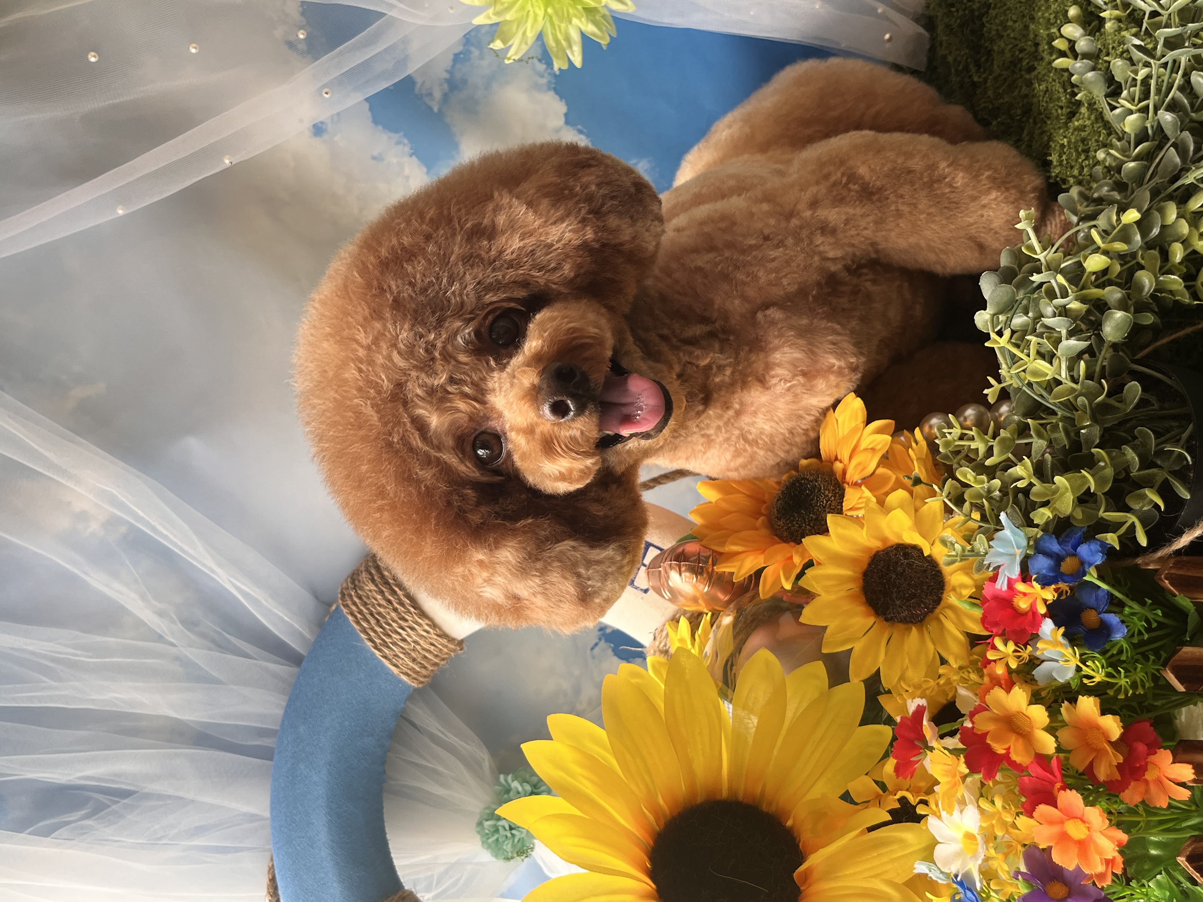 トリミングカット トリミングサロンHappy Tailの1枚目