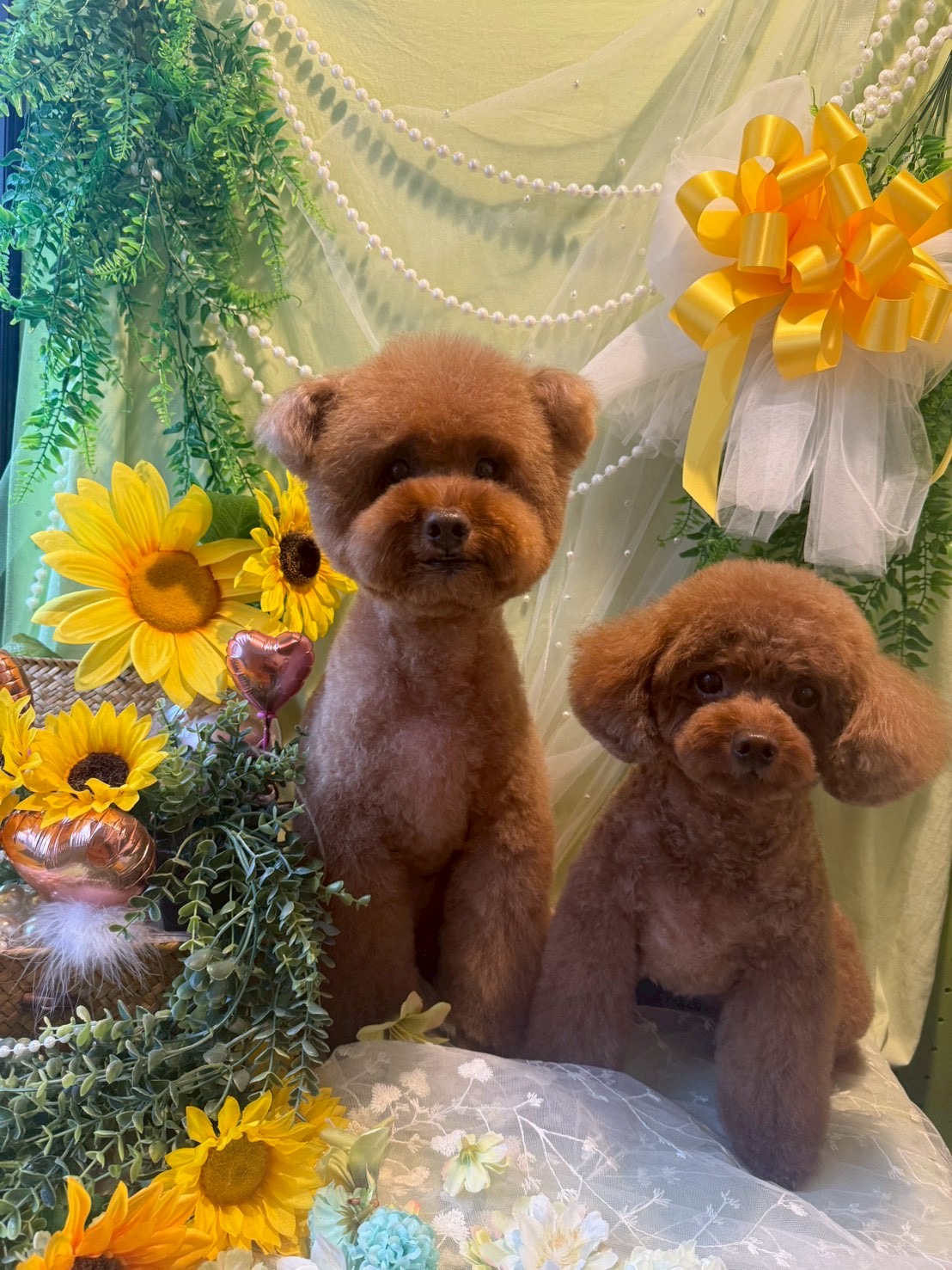 トイプードルのトリミングカット トリミングサロンHappy Tailの2枚目