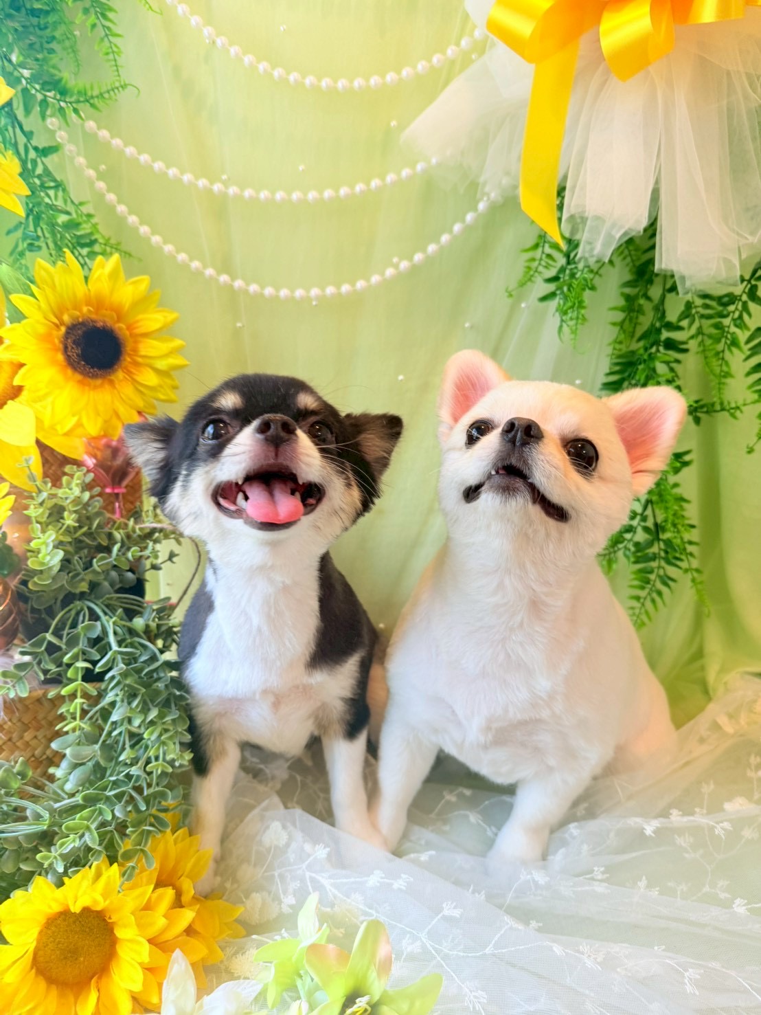 トリミングカット トリミングサロンHappy Tailの1枚目