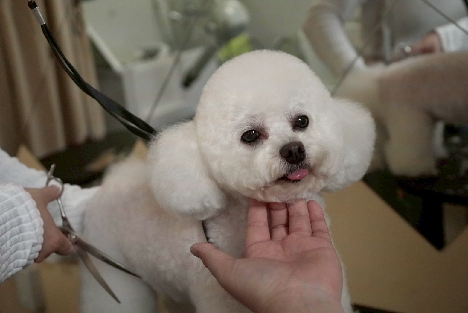 トリミングカット トリミングサロンHappy Tailの3枚目