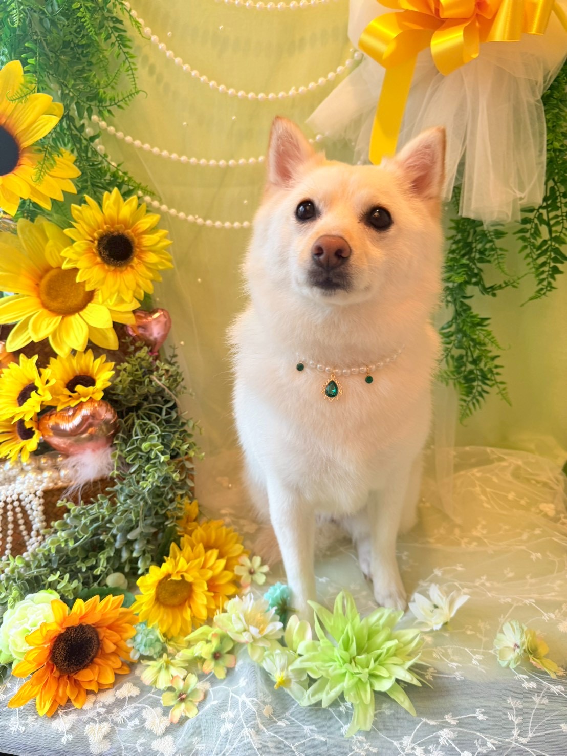 その他の犬種のトリミングカット トリミングサロンHappy Tailの1枚目