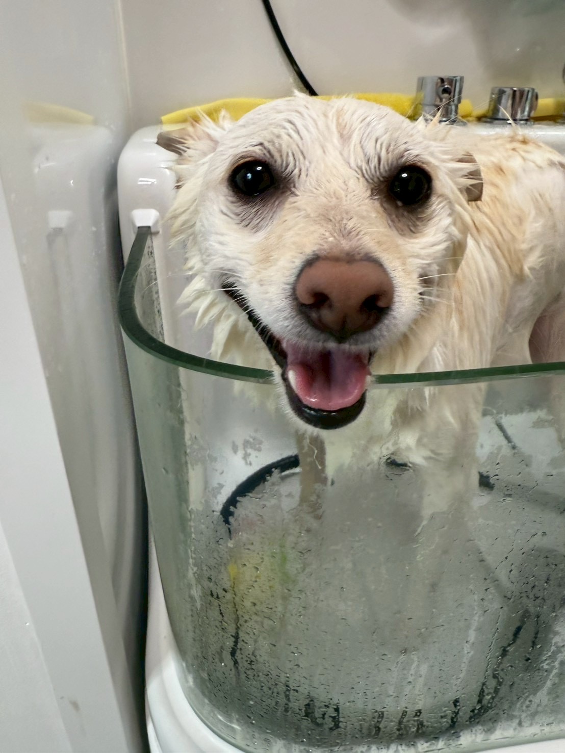 その他の犬種のトリミングカット トリミングサロンHappy Tailの4枚目