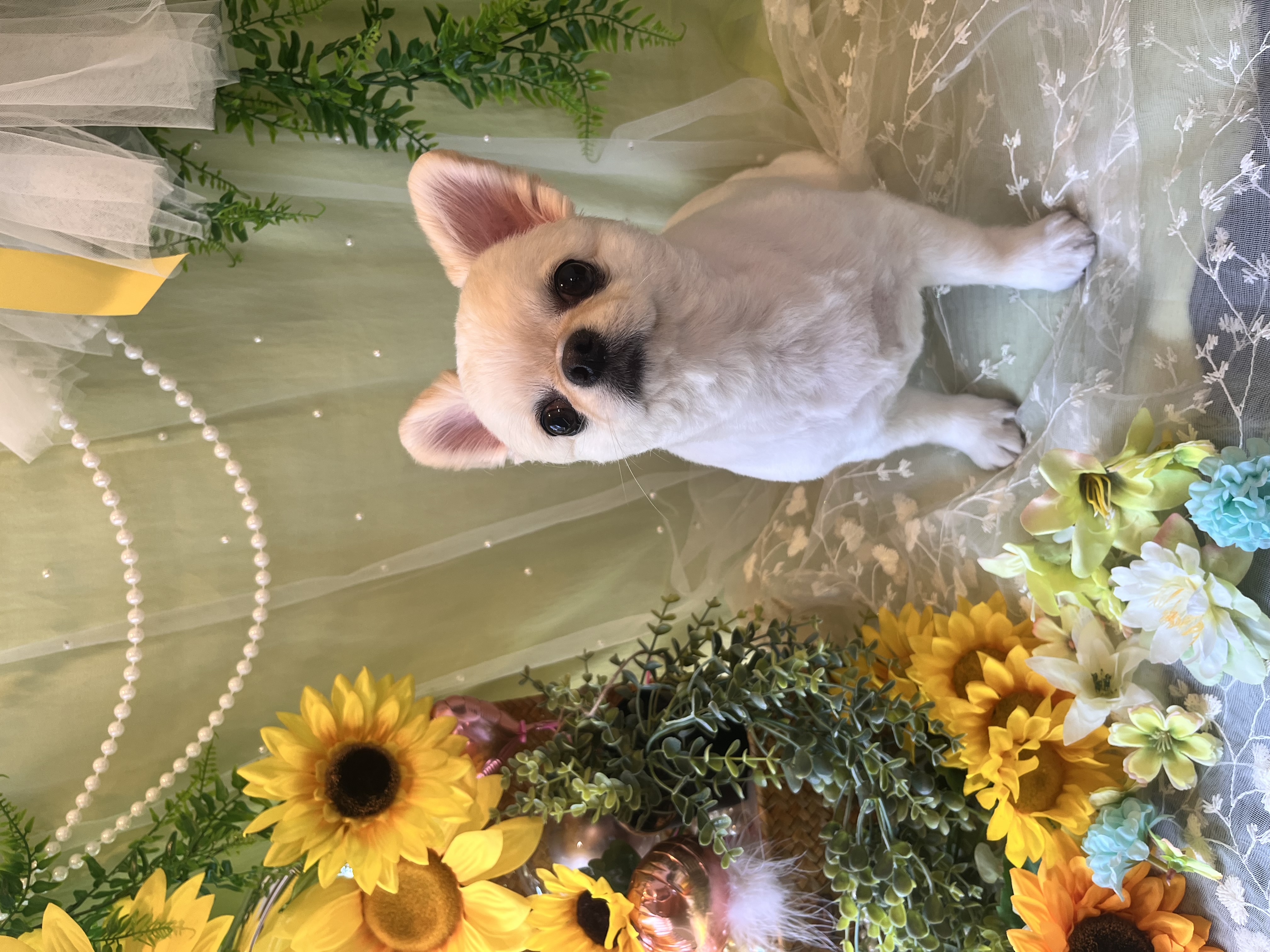 トリミングカット トリミングサロンHappy Tailの3枚目
