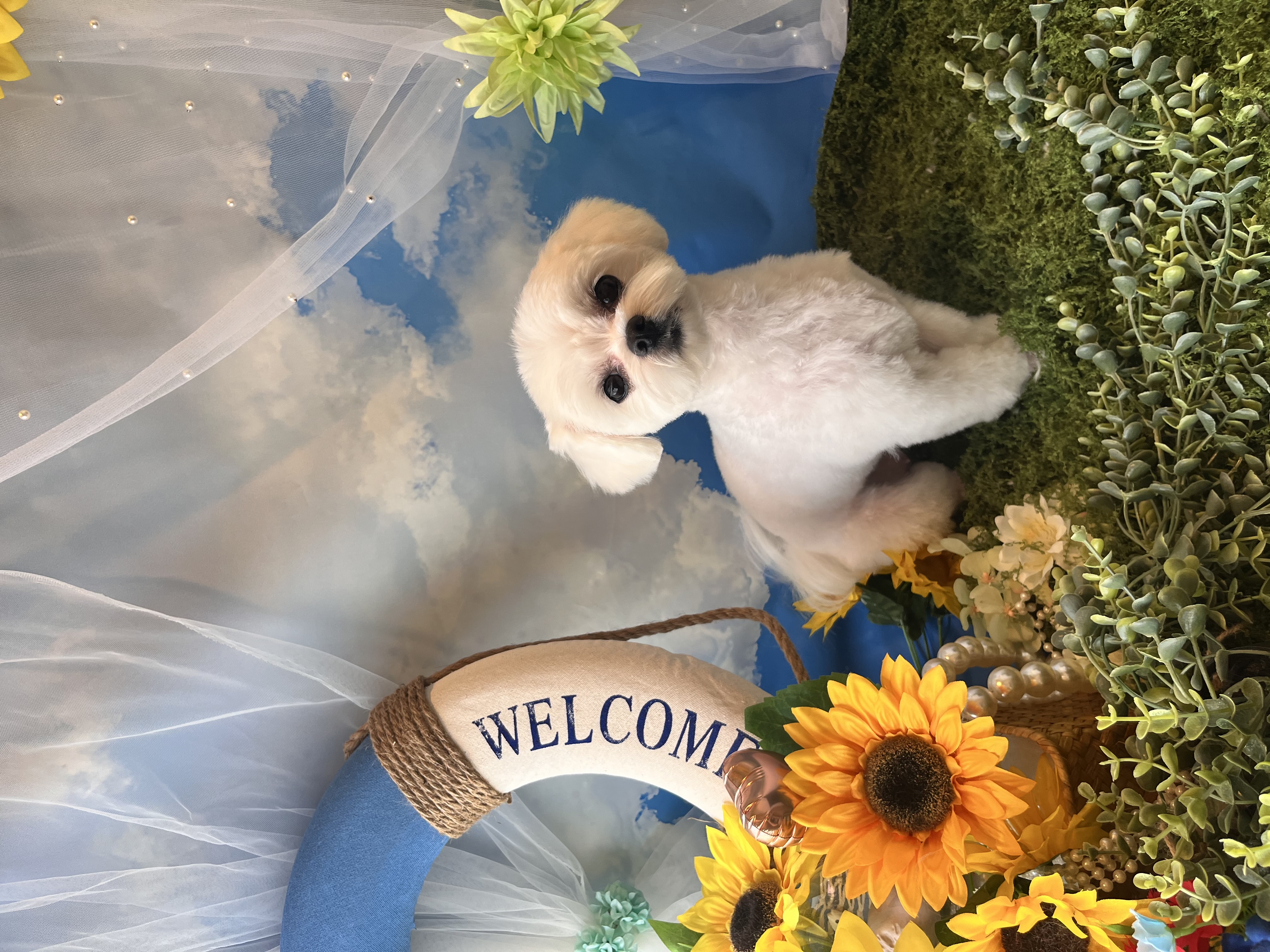 トリミングカット トリミングサロンHappy Tailの1枚目