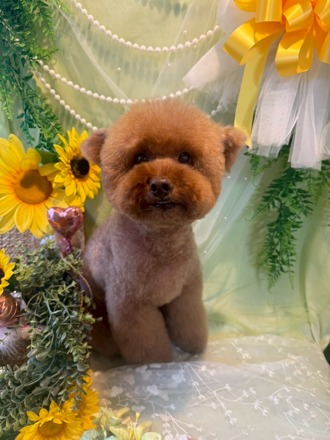 トイプードルのトリミングカット トリミングサロンHappy Tailの1枚目