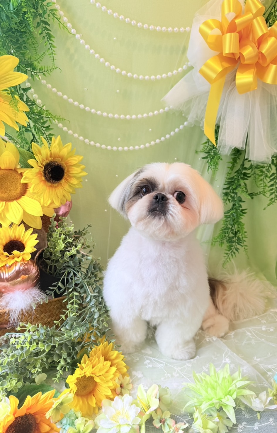 トリミングカット トリミングサロンHappy Tailの1枚目