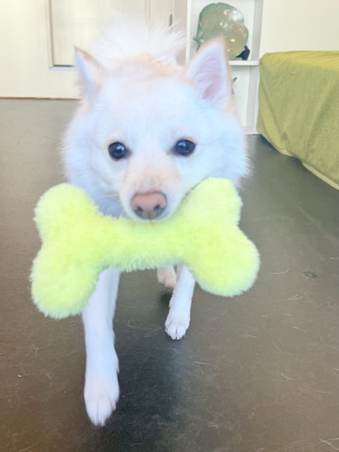 その他の犬種のトリミングカット トリミングサロンHappy Tailの2枚目