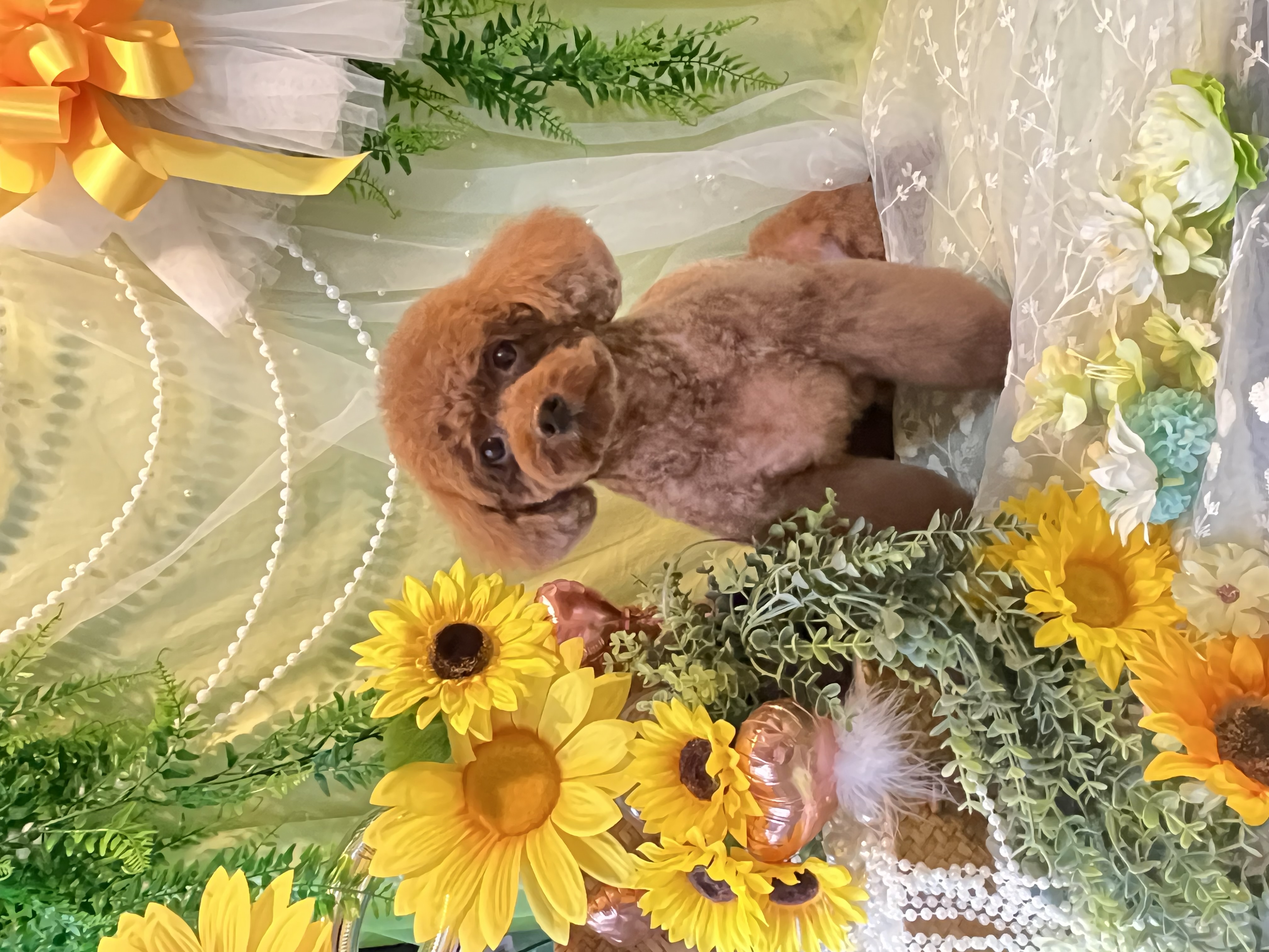 トイプードルのトリミングカット トリミングサロンHappy Tailの3枚目