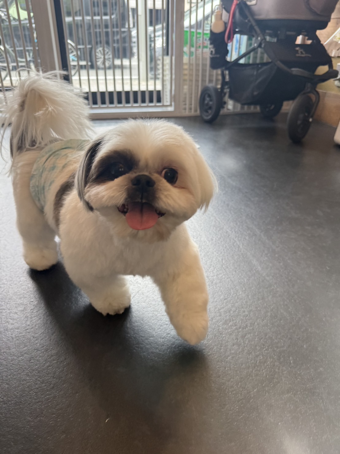 トリミングカット トリミングサロンHappy Tailの4枚目
