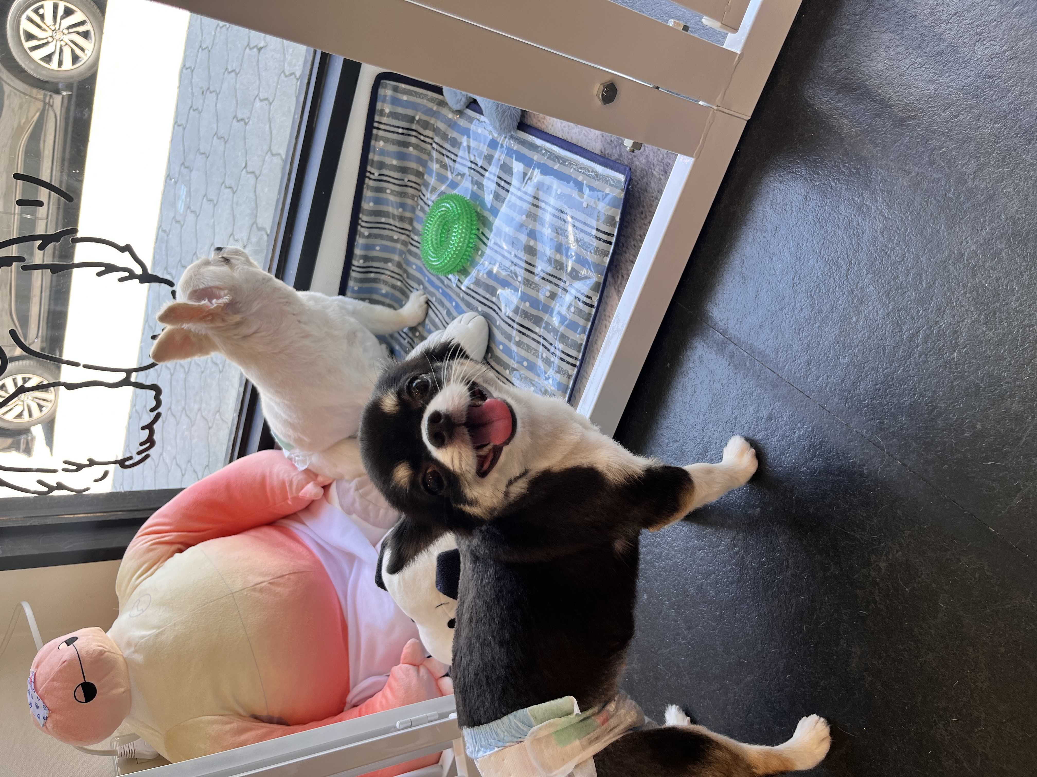 トリミングカット トリミングサロンHappy Tailの4枚目