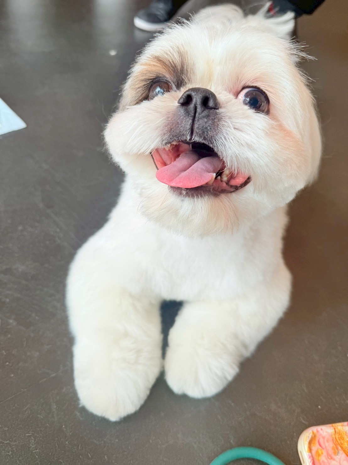 トリミングカット トリミングサロンHappy Tailの3枚目