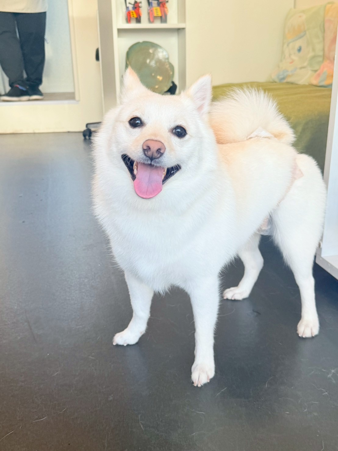その他の犬種のトリミングカット トリミングサロンHappy Tailの3枚目