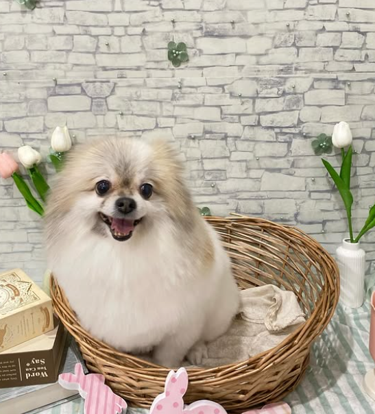 ポメラニアンのトリミングカット DogCircle Dioの1枚目