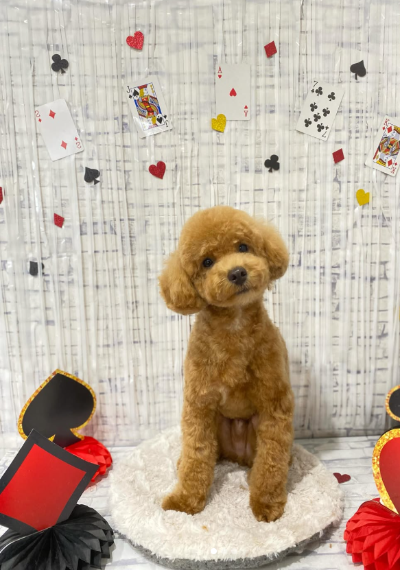 トイプードルのトリミングカット DogCircle Dioの1枚目