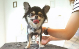 ペットショップ HANAPET 6