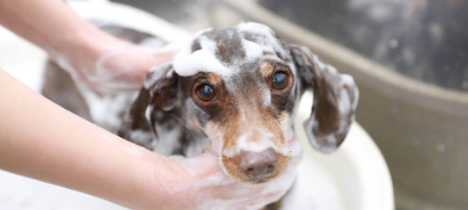 ペットショップ HANAPET 2