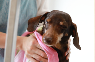 ペットショップ HANAPET 7