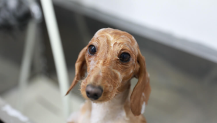 ペットショップ HANAPET 4