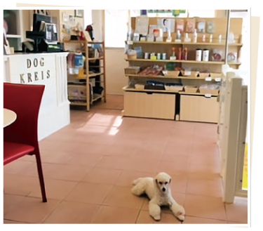 Kanoa Dog (カノアドッグ） 1