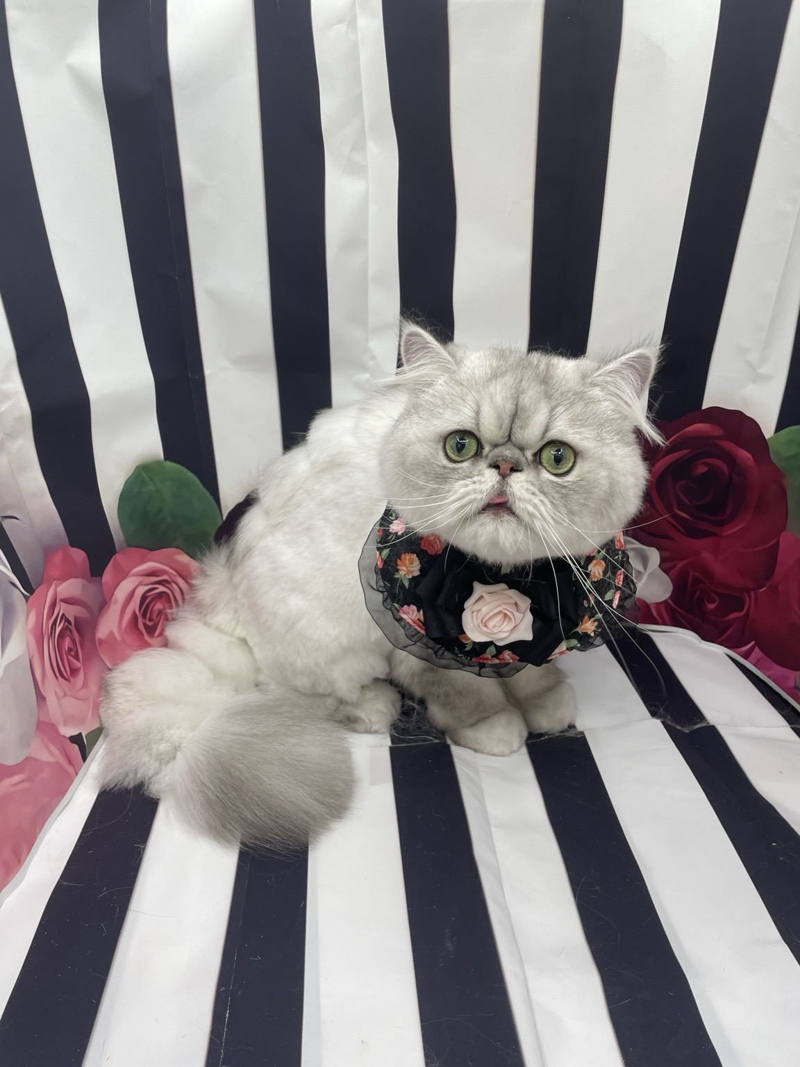 CATSALON Mewty 6