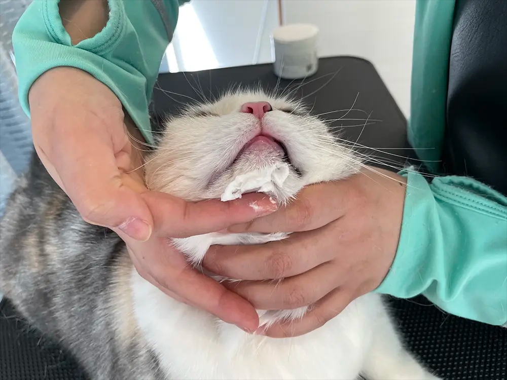 CATSALON Mewty 2
