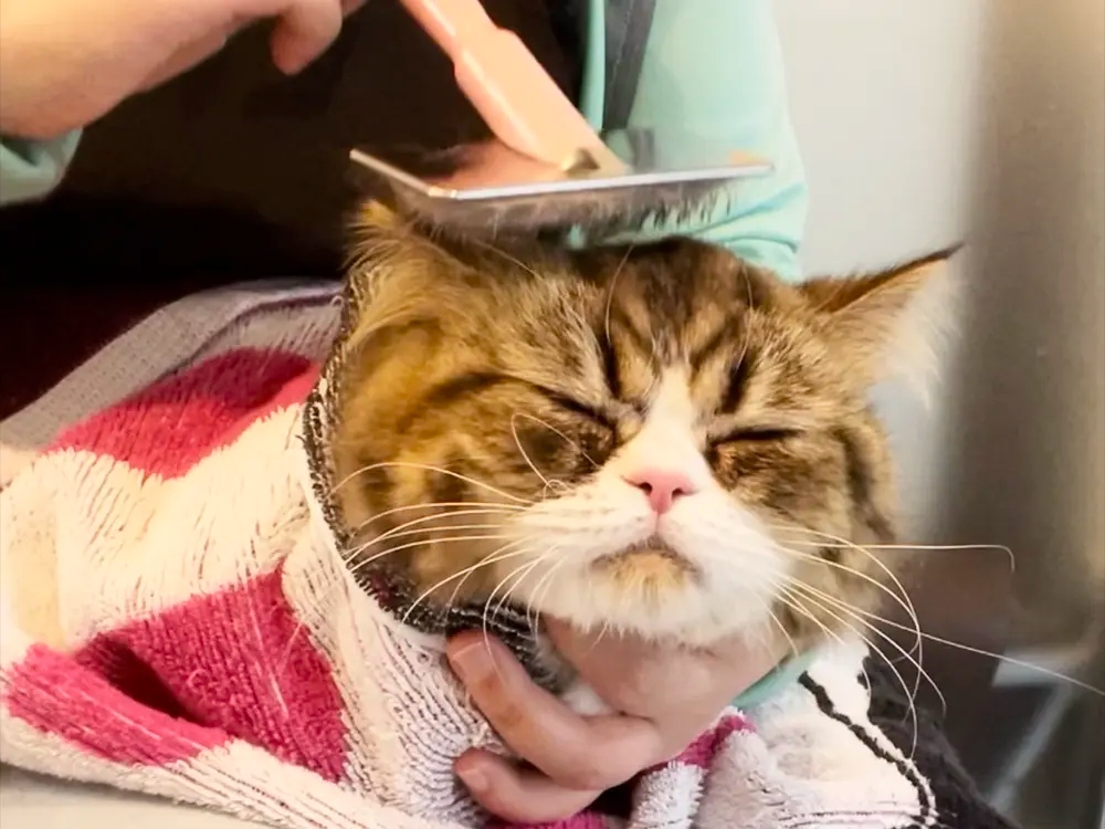 CATSALON Mewty 1