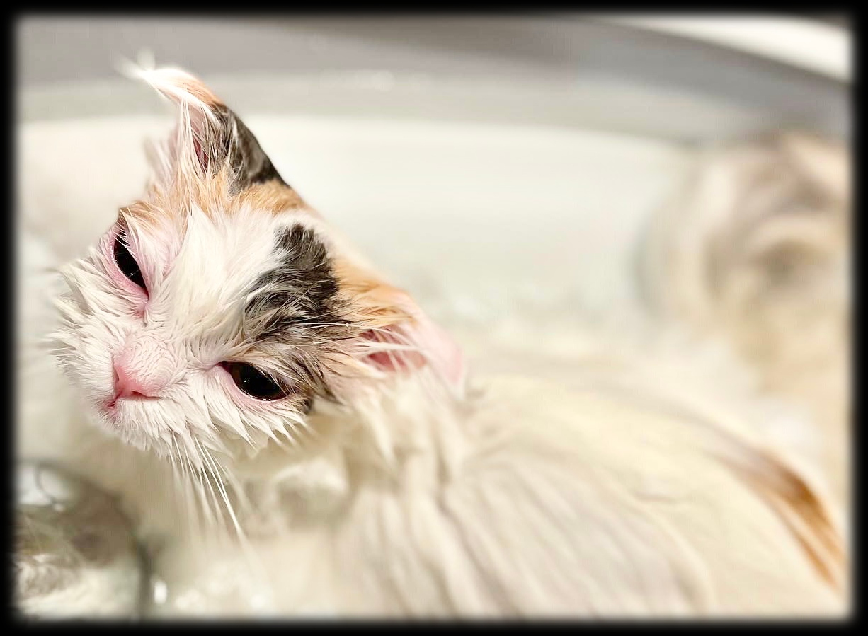 CATSALON Mewty 3