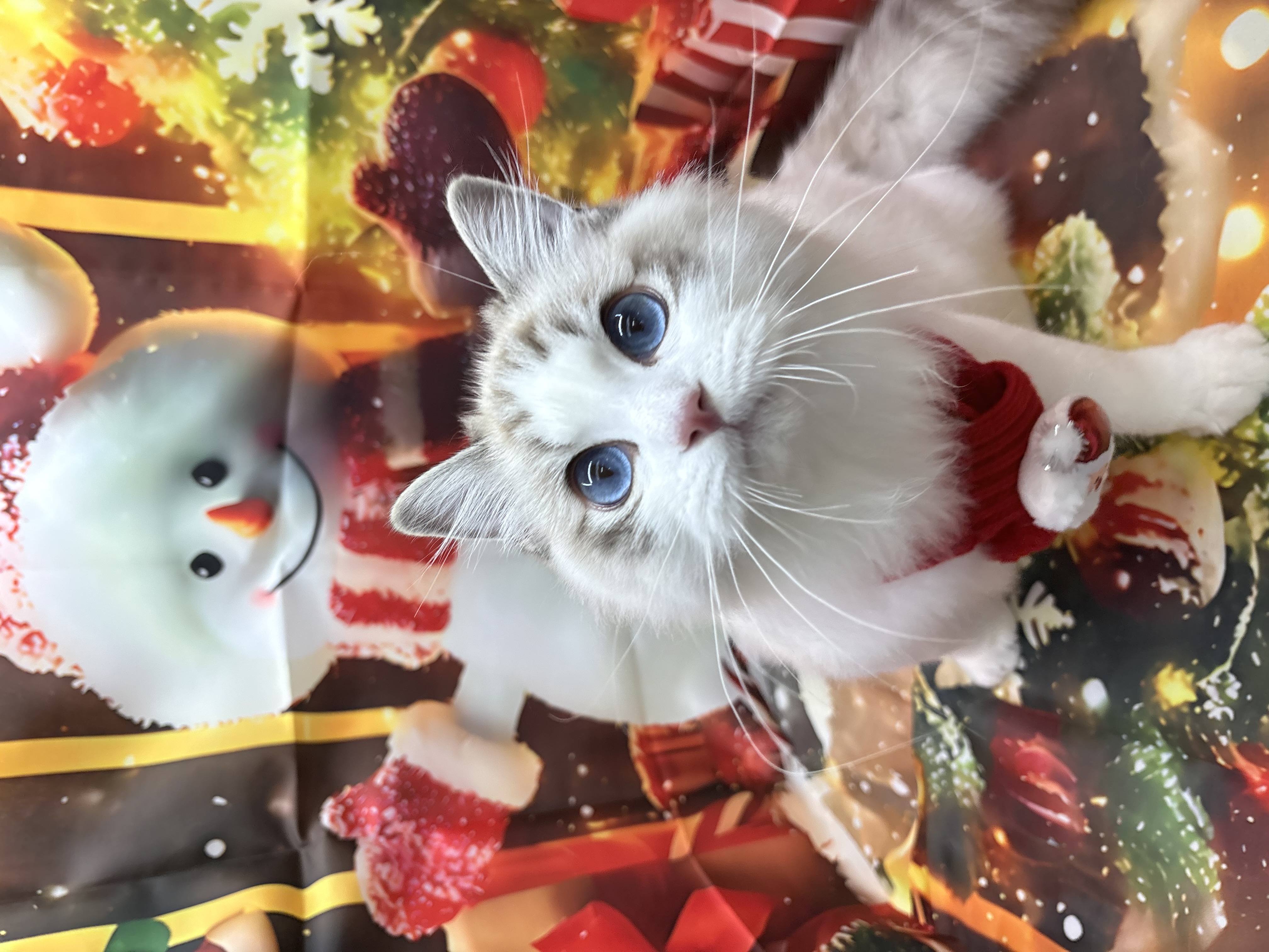 CATSALON Mewty 8