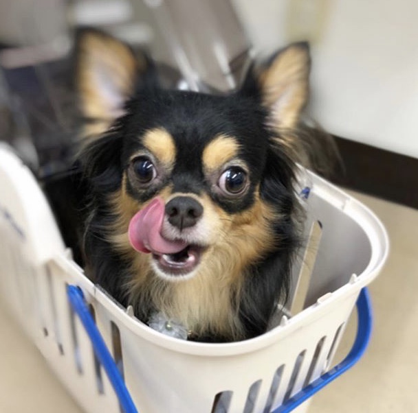 愛犬美容室QunQun　イオン四日市尾平店 4