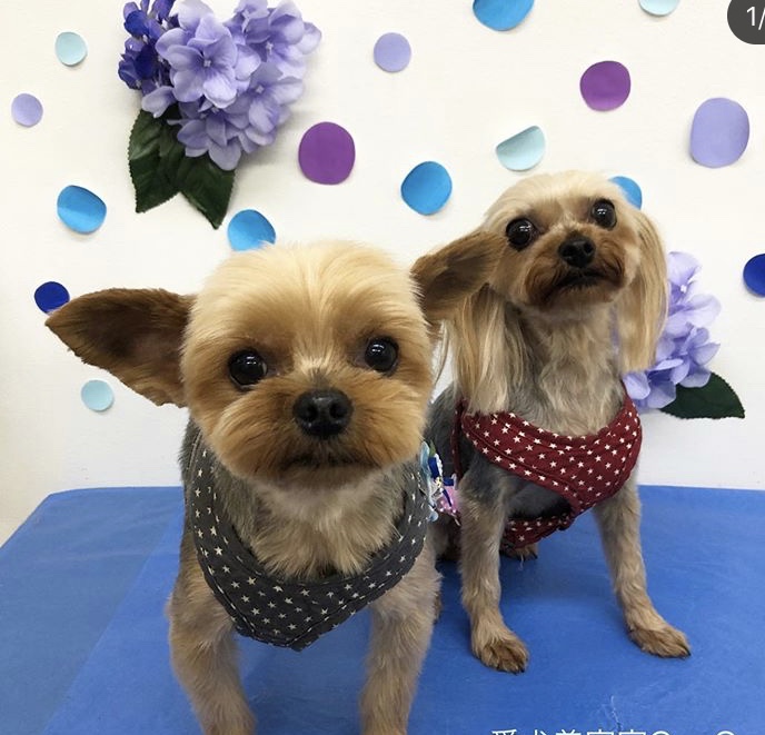 愛犬美容室QunQun　イオン四日市尾平店 3
