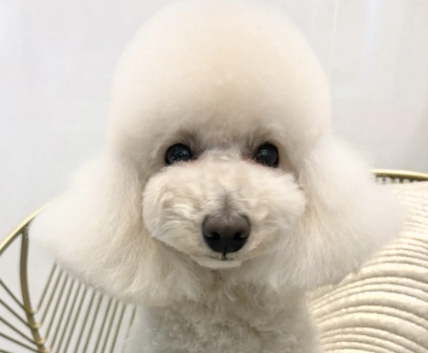 Dog Salon Little Sky 3
