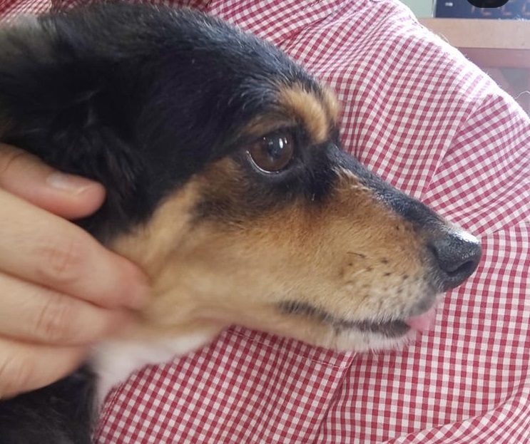 愛犬美容室QunQun　亀山エコー店 4