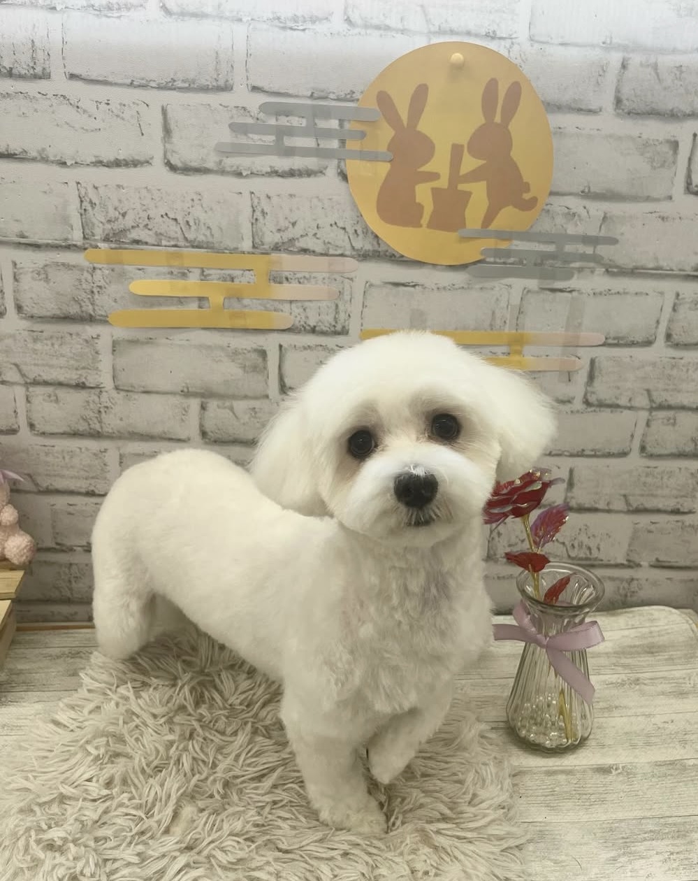 愛犬美容室QunQun　亀山エコー店 3
